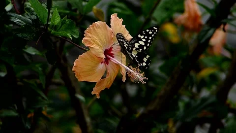 Hibiscus (Gumamela) flower  with Butterfly _(clip-028) Stock Footage