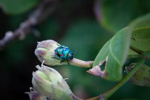 Hibiscus Harlequin Bug on blurred background closeup Stock Photos