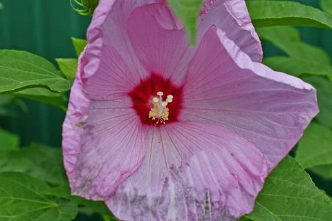 Hibiscus herbaceous Stock Photos