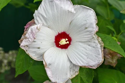 Hibiscus herbaceous Foto stock