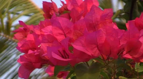 Hibiscus Honduras 스톡 동영상 48184345