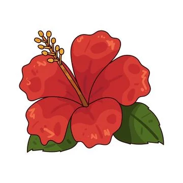 Hibiscus illustration Stock Illustration