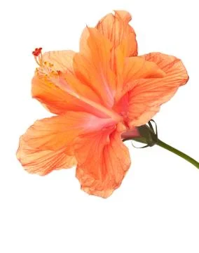 Hibiscus isolated Stock Photos