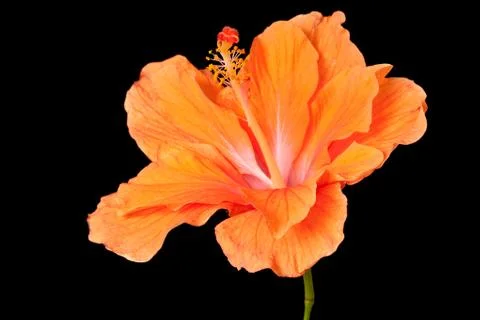 Hibiscus isolated Stock Photos