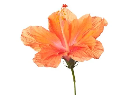 Hibiscus isolated Stock Photos