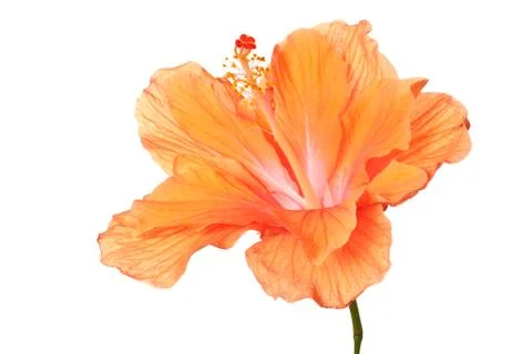 Hibiscus isolated Stock-Fotos