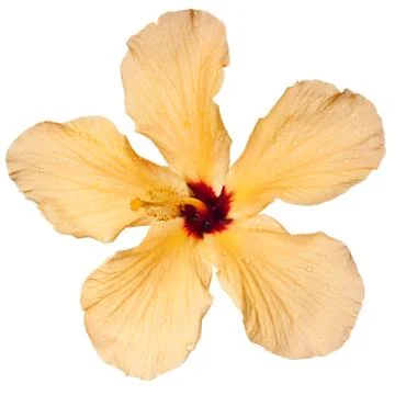Hibiscus isolated Foto stock