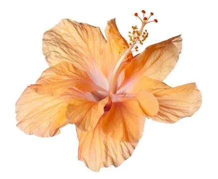 Hibiscus isolated Stock Photos