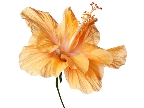 Hibiscus isolated Stock Photos