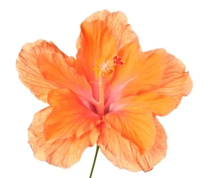 Hibiscus isolated Stock Photos