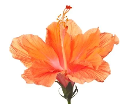 Hibiscus isolated Stock Photos