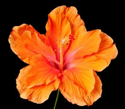 Hibiscus isolated Stock-Fotos