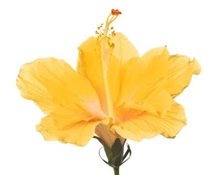 Hibiscus isolated Stock Photos