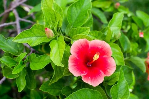 Hibiscus in it's environment Stock Photos