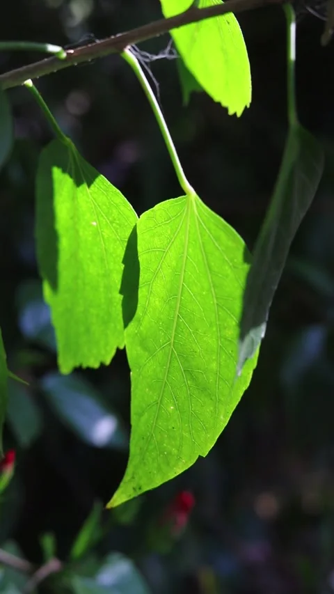 Hibiscus leaf Video stock 281407365