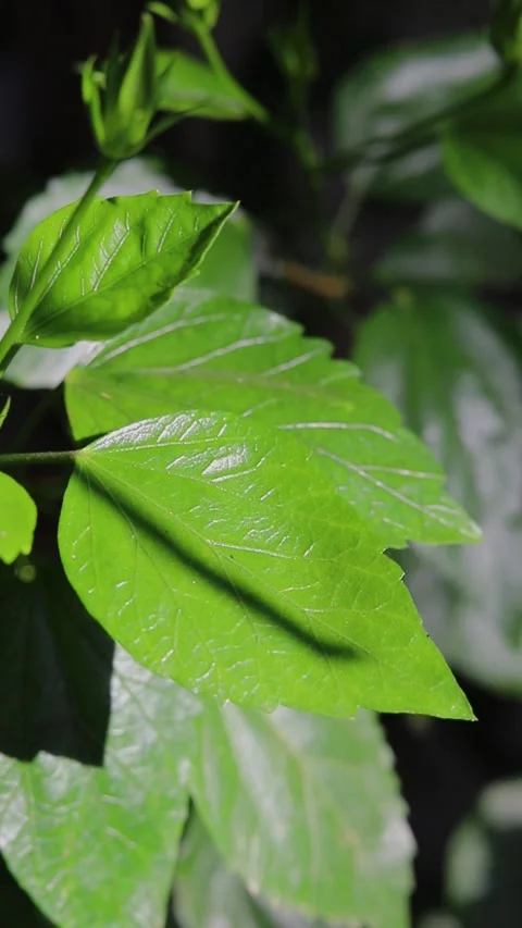 Hibiscus leaf Video stock 281407480