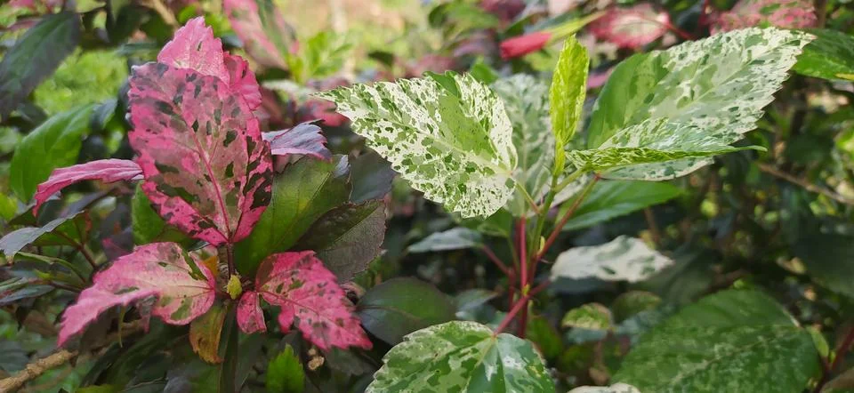 Hibiscus leaf Stock Photos