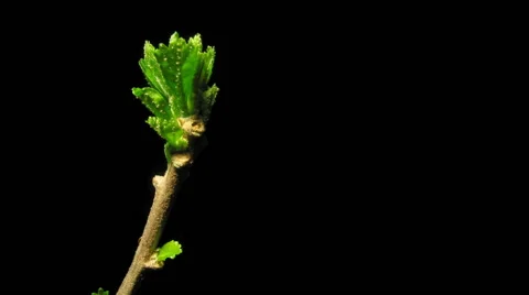 Hibiscus Leaves Time-lapse Video stock 44483081