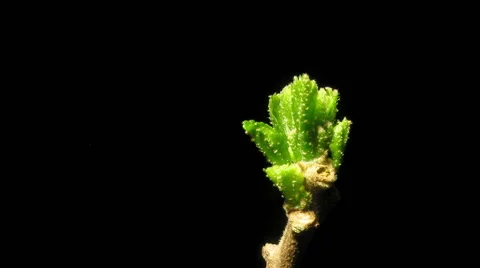 Hibiscus Leaves Time-lapse Stock Footage 44483531