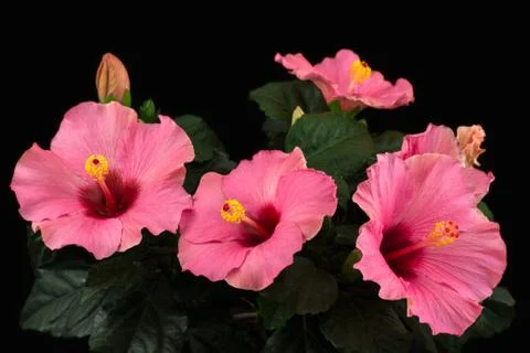Hibiscus longlife Stock Photos