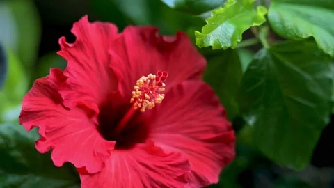 Hibiscus Macro Pan 4K Stock Footage 167427551
