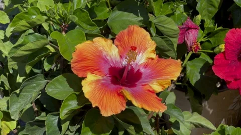 Hibiscus multi colored flower, springtime breeze Stock-Footage 210908626