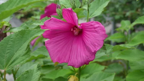 Hibiscus mutabilis also known as Confederate rose, rosemallow or cotton rose Stock Footage 344814287