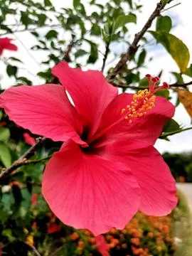 Hibiscus or Bunga Raya is a shrub from the Malvaceae family. Stock Photos