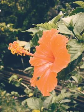 Hibiscus orange Foto stock