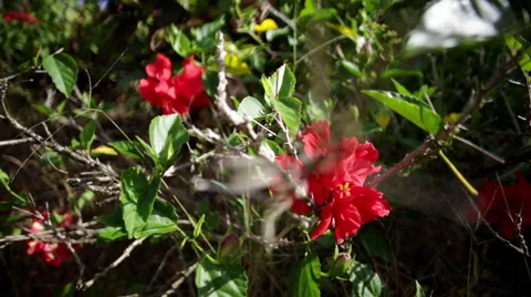 Hibiscus pan 02 스톡 동영상 53022934
