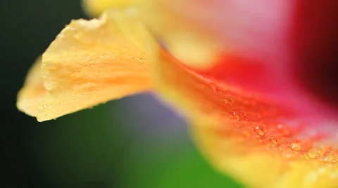 Hibiscus petal macro Stock Footage 29155238