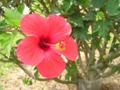 Hibiscus Fotos Stock
