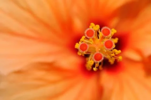 Hibiscus Stock Photos