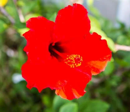 Hibiscus Stock Photos