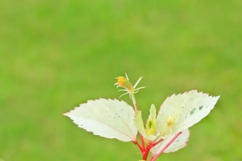Hibiscus Stock Photos