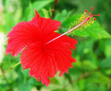 Hibiscus Stock Photos