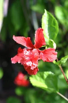 Hibiscus Stock Photos