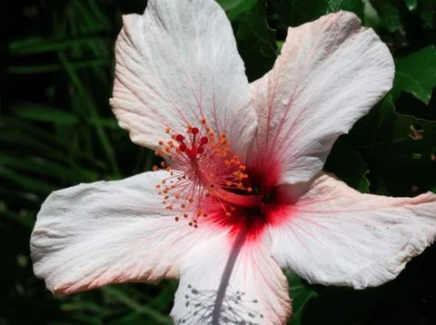 Hibiscus Stock Photos