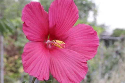 Hibiscus Stockfoto's