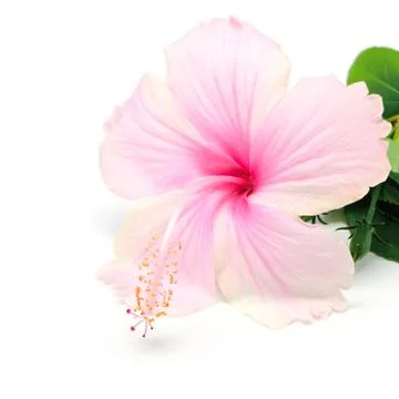 Hibiscus Stock Photos