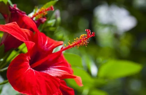 Hibiscus Stock Photos