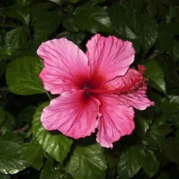 Hibiscus Stock Photos