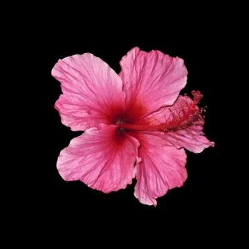 Hibiscus Stock Photos