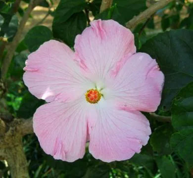Hibiscus Stock Photos