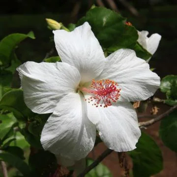 Hibiscus Stock Photos