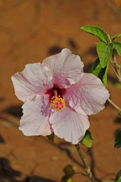 Hibiscus  Stock Photos