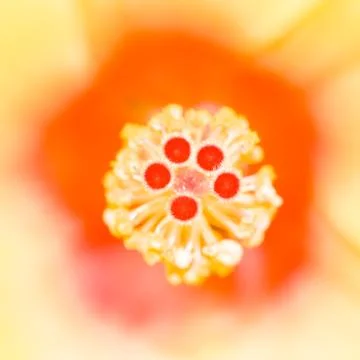 Hibiscus Stock Photos