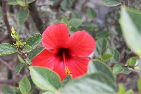 Hibiscus Stock Photos