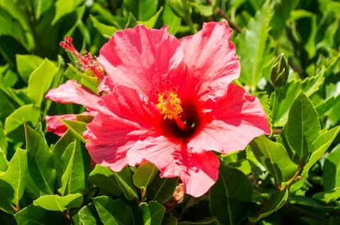Hibiscus Stock Photos