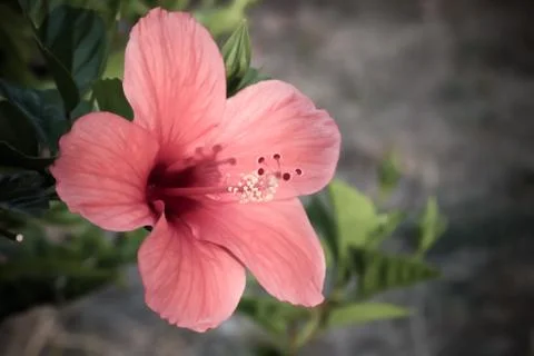 Hibiscus Stock Photos
